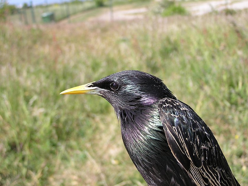 Common Starling, Sundre 20080602